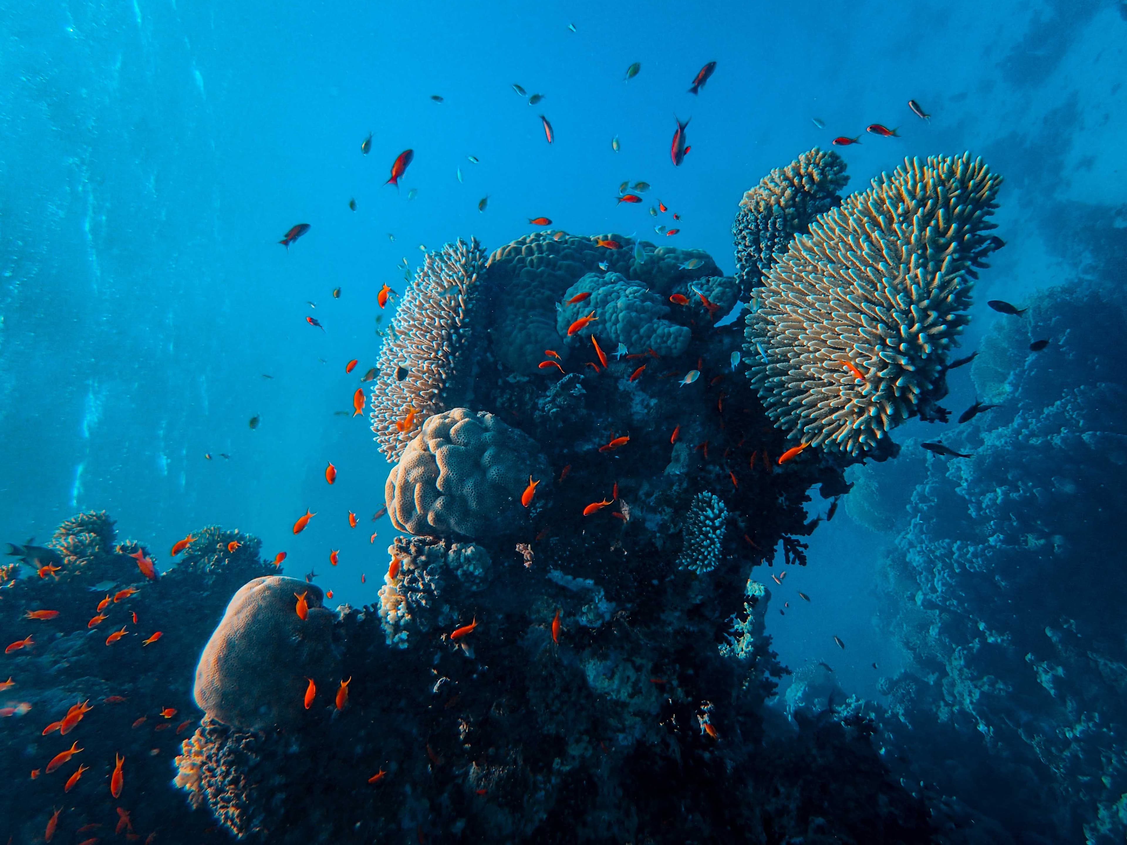 Underwater background